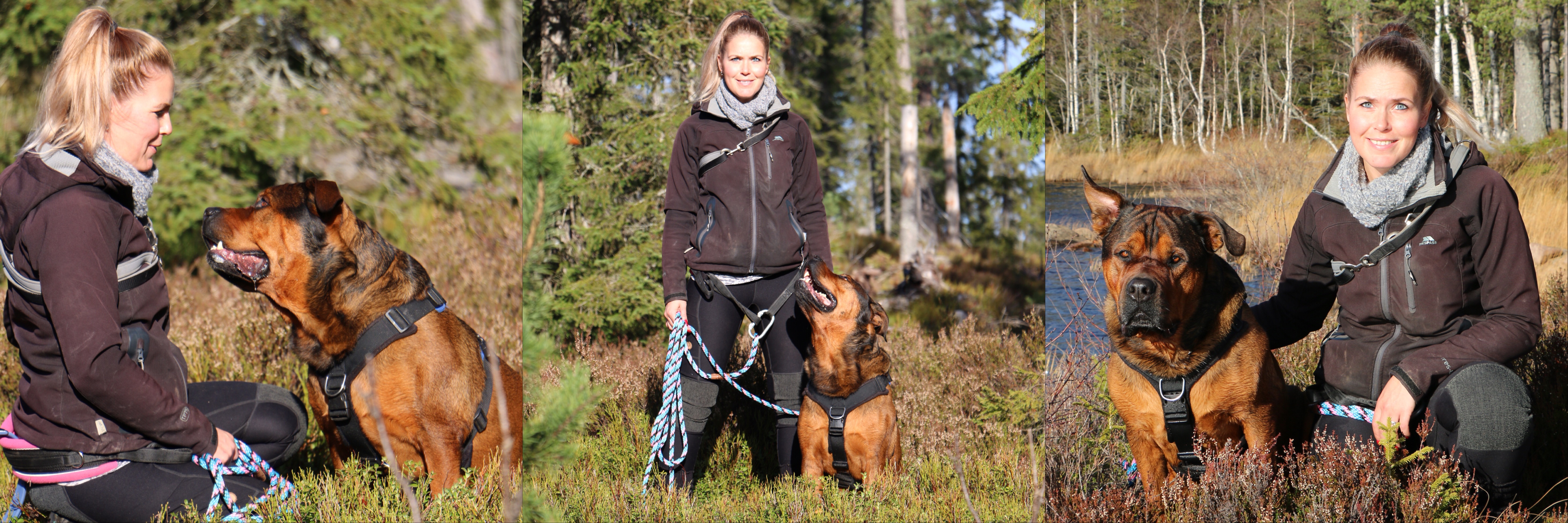 Hundetrening Vestfold og Telemark